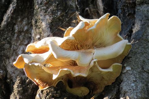 This is growing on my eastern cottonwood - is the tree dying? : r/mycology