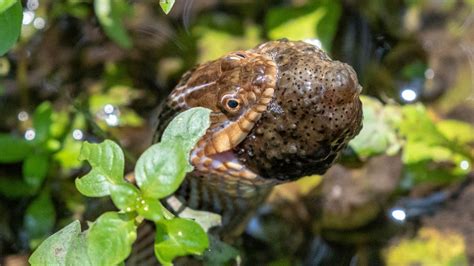 What Do Water Snakes Eat? Interesting Read!