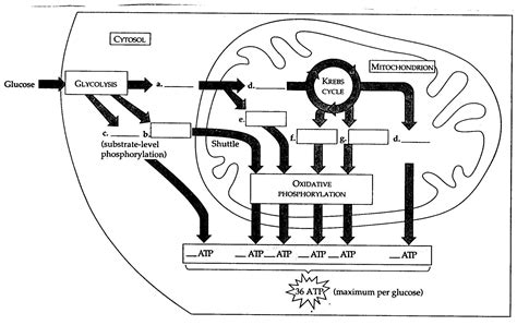 Cellular Respiration Diagram Worksheet