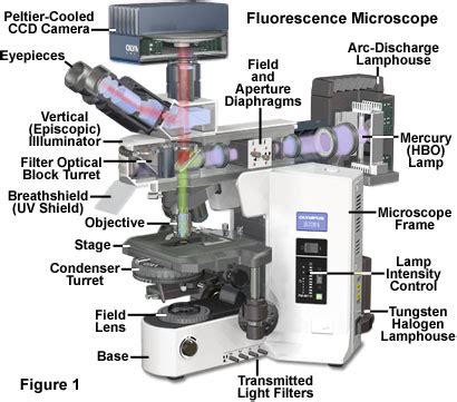 Molecular Expressions Microscopy Primer: Specialized Microscopy Techniques - Fluorescence ...