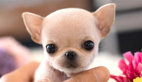 25+ Cool Teacup Chihuahua Names