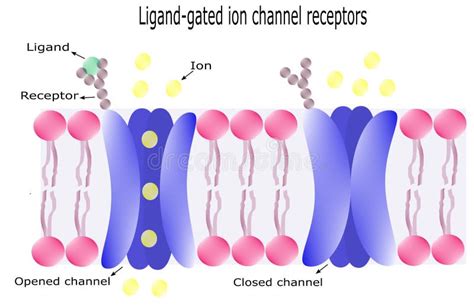 Ligand Gated Ion Channel Receptors . Vector Diagram Stock Vector ...