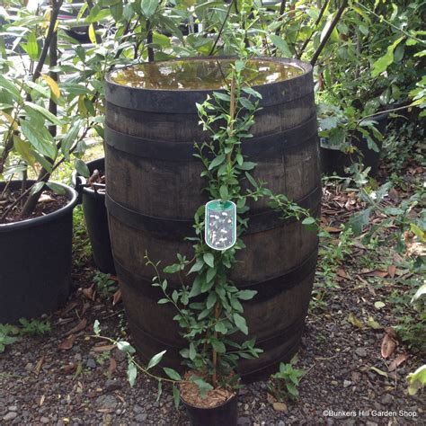 Sollya Heterophylla 'Pink Charmer' - 2ltr deep - Bunkers Hill Plant Nursery