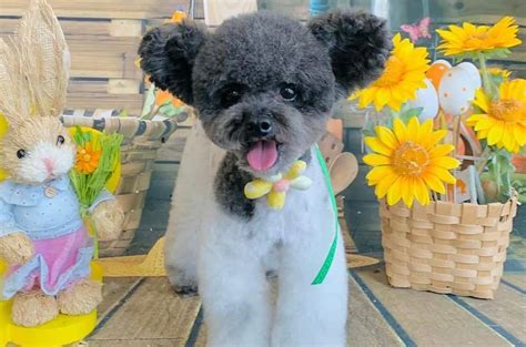 Meet the Best Teacup Dog Breeds in the World - K9 Web