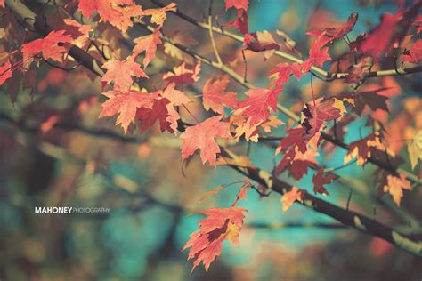 Vintage Autumn | Another shot from today; for some reason I … | Flickr