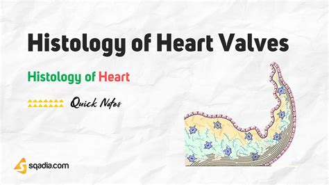 Histology of Heart