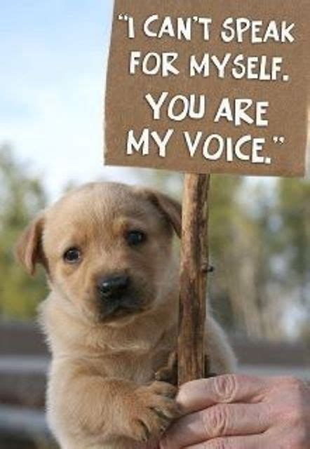 Animal welfare we can all play a part. | Animal cruelty quotes, Animal rights quotes, Animal abuse