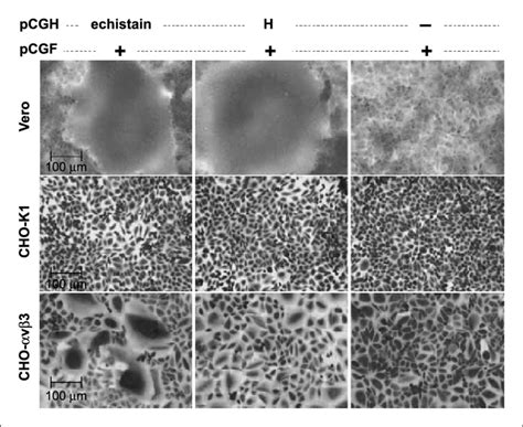 Functional syncytia formation assay of recombinant H and H-echistatin ...