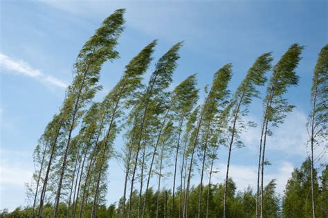 Wind Blowing Trees In Forest