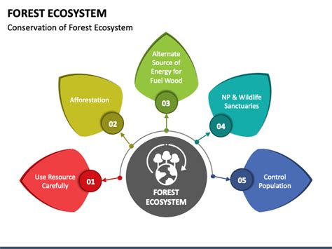 Forest Ecosystem