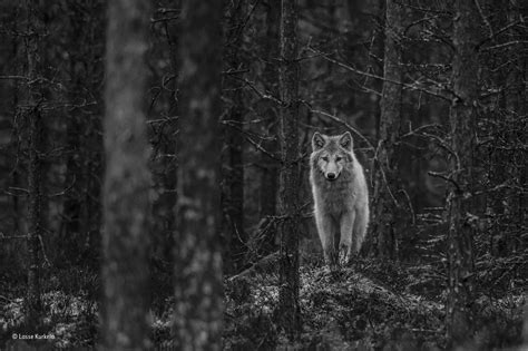 Wolf watch | Lasse Kurkela | 11–14 Years Old | Wildlife Photographer of the Year