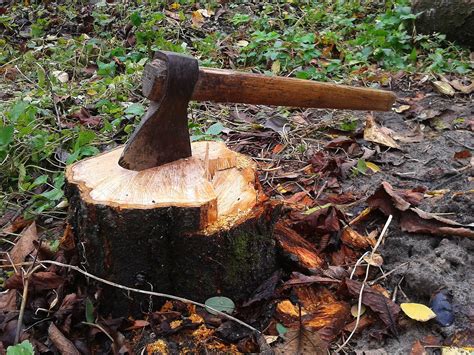 Free picture: hatchet, hand tool, tool, axe, stump, tree, cutting wood, forest, grass