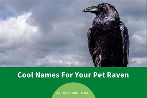 300+ Cool Names For Your Pet Raven - Sonoma Birding