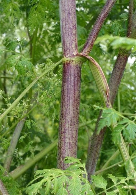 Poison Hemlock | Cornell Weed Identification