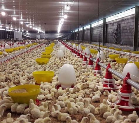 Pasokan Ayam Tinggi, Peternak Ngarep Pemerintah Kendalikan Produksi