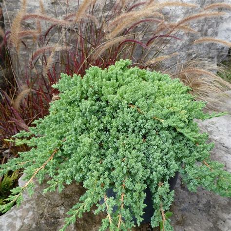 Juniperus procumbens 'Nana' from NVK Nurseries