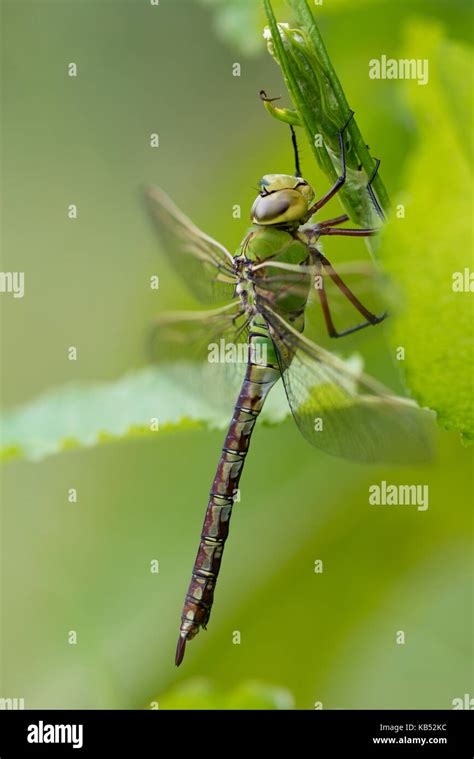 Emperor Dragonfly (Anax imperator) sitting, The Netherlands, Zuid ...