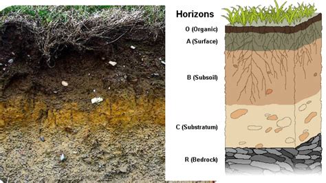 Soil Horizon & Soil Profile : Plantlet