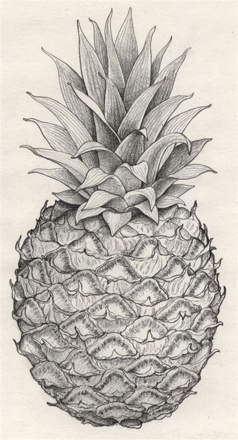 pineapple | Michael Bast Illustration | Pineapple drawing, Fruit art ...