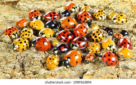 217,510 Ladybug Images, Stock Photos, 3D objects, & Vectors | Shutterstock