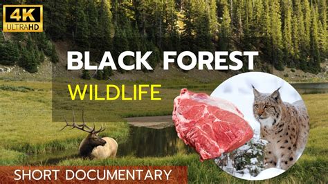 Black Forest Wildlife | Full Documentary on Wildlife of Black Forest in ...