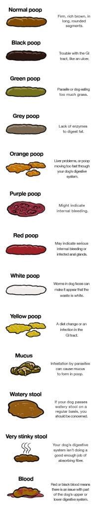 What Does Blood In Dog Stool Look Like