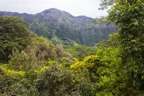 Walking Arizona: The Jungle on Oahu, Hawaii