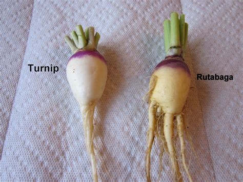 Live and Learn-Toss and Turn: Rutabagas