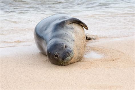 Caribbean Monk Seals Officially Declared Extinct - American Oceans