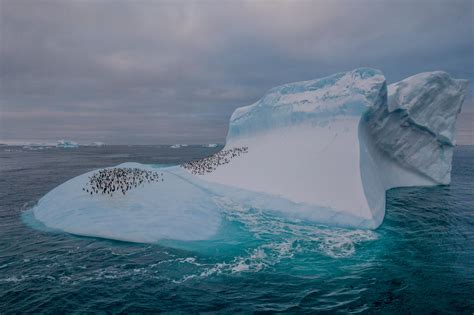 Climate Change Is Hurting Penguins Unevenly in Antarctica - The New ...