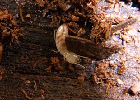 Subterranean Termites - Termite Web