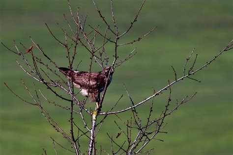 Common Buzzard Bird Of Prey - Free photo on Pixabay