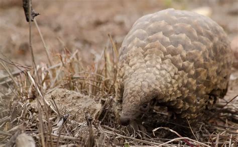 Pangolin conservation | ZSL