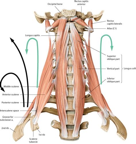 longus colli origin and insertion - Google Search in 2020 | Skeleton ...