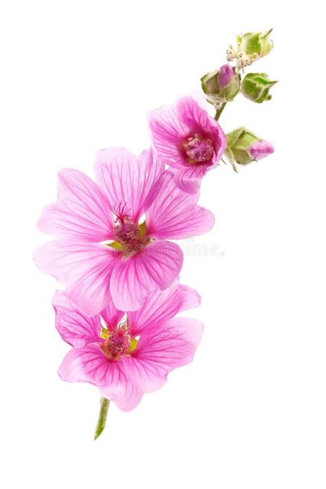 Pink malva flowers stock photo. Image of tender, transparent - 15075362