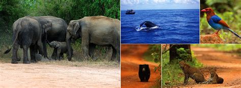 Sri Lanka Wildlife Safari Tours | Sri Lanka Wildlife Tours | Wildlife ...