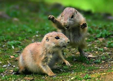 Small Animals Fighting