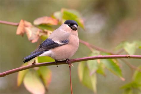 Eurasian Bullfinch Pictures - AZ Animals