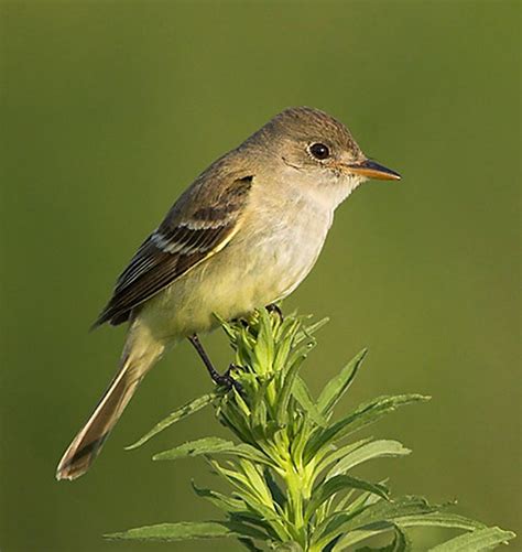 Willow Flycatcher