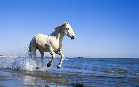 White Horse Wallpapers, Pictures, Images