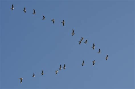 Premium Photo | Flock of migrating birds flying in formation