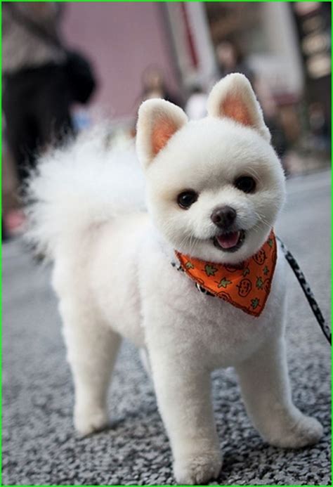 Pomeranian Haircut Style 4432 Pin by Starlingale Shelton On Pomeranian | Cute dogs, Cute animals ...