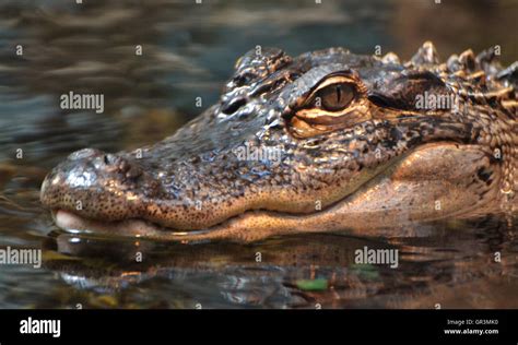 An American alligator (Alligator mississippiensis), in a Florida swamp ...