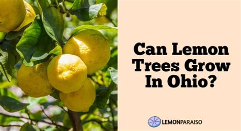 Can Lemon Trees Grow In Ohio? – Lemon Paraiso