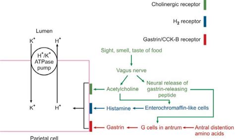 Acid Secretion in Stomach.