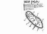 Protist Coloring Sheet  Protists Teaching Biology Worksheet sketch template