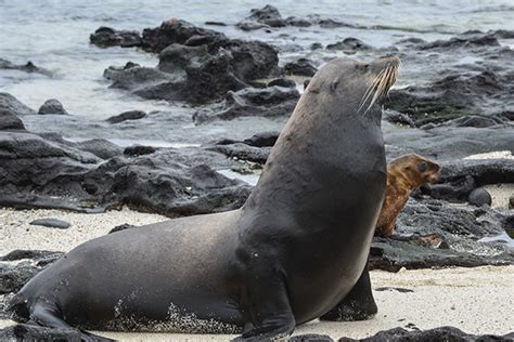 Romantic Cruises to the Galapagos Islands 2023 - GalapagosInformation.com Blog