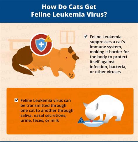 Cat Leukemia: Causes, Signs, & Treatment | Canna-Pet