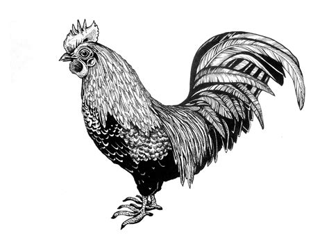 Fighting Rooster Tattoo Designs - Cliparts.co