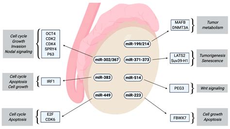 Cancers | Free Full-Text | Non-Coding microRNAs as Novel Potential ...